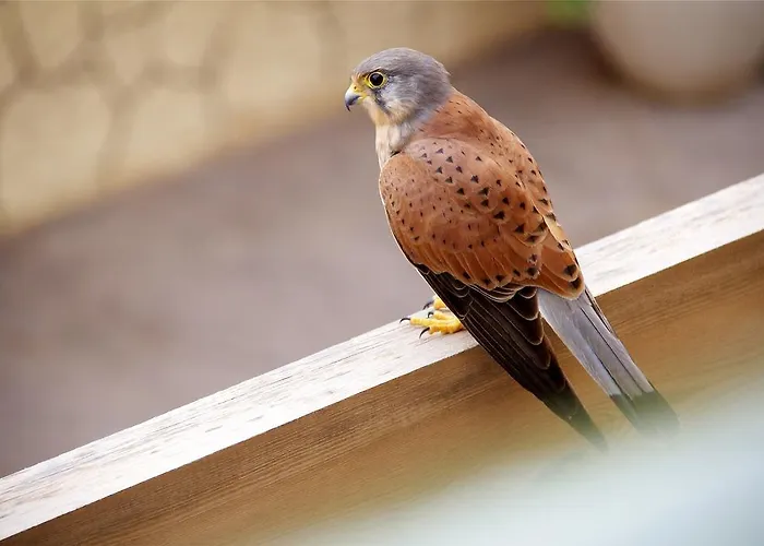 Anju Bravo アパート Cotillo