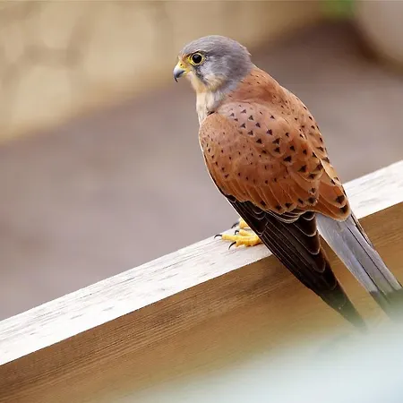 Anju Bravo Διαμέρισμα Cotillo